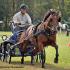 Whip Hand Farm Driving Derby